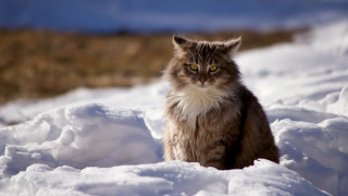 Curious cat sitting snow blue - a cat free wallpaper