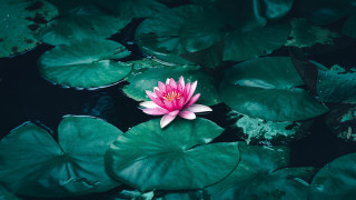 Pink flower floating pond water - the water surface free wallpaper