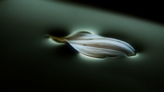 Flower table light shadow macro 2 - dirck van der lisse free wallpaper