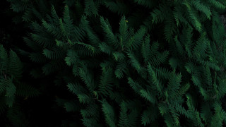 Green plant leaves black background 2 - filip hodas free wallpaper for desktop