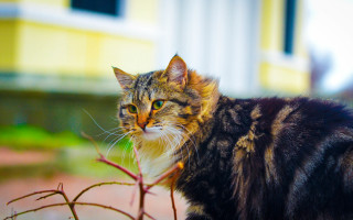 Cat branch house yellow outdoors - a house in the background free wallpaper
