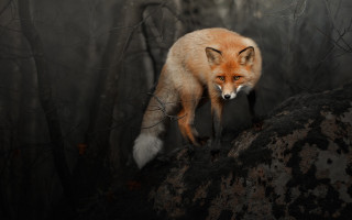 Red fox woods foggy background - foggy sky above free wallpaper for desktop