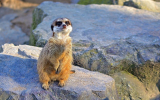 Small animal rock sun blurry - a rock in the sun free wallpaper