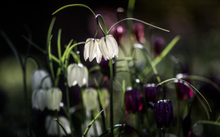 Flowers grass black background macro - a blurry background behind them free wallpaper