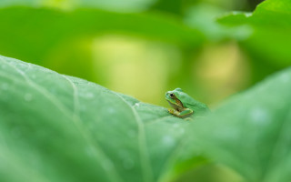 Frog leaf rain water droplets - free nature wallpaper