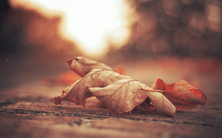 Fallen leaf autumn sunset mountain - fallen free wallpaper