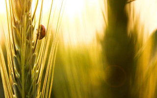 Plant bug macro grass sunset - a close up of a plant free wallpaper