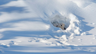 Polar bear snow hole outdoor - a polar bear free wallpaper