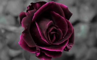 Black white rose water droplets - rich deep color free wallpaper