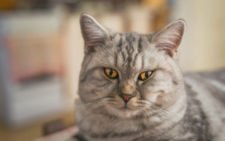 Sad cat on table shiba - sad free wallpaper