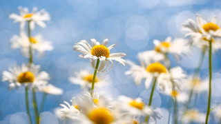 Daisy field blue sky bokeh - the center free wallpaper for desktop