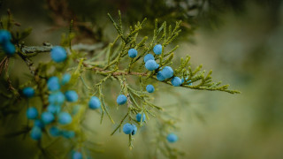 Branch blue berries forest macro - derek hill free wallpaper for desktop