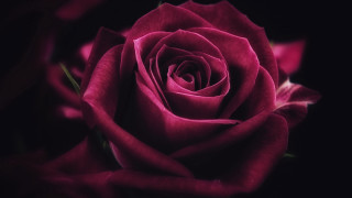 Pink rose blurry black background - a pink rose free wallpaper for desktop