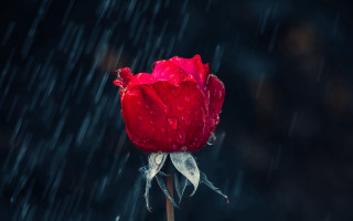 Red rose water droplets rain - petal free wallpaper