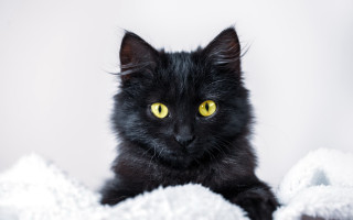 Black cat yellow eyes sad 2 - yellow eye free wallpaper