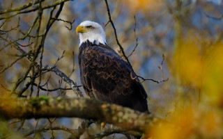 Bald eagle autumn leaves forest - a bald eagle free wallpaper