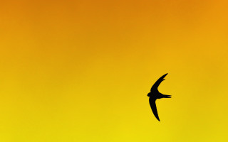 Bird flying yellow background black - a yellow background behind free wallpaper for desktop