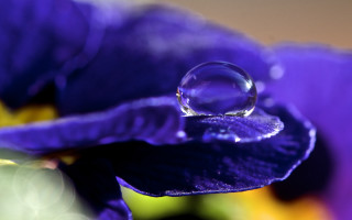 Water drop purple flower green - a drop of water free wallpaper for desktop