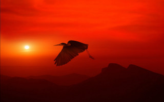 Bird sunset mountains crow silhouette - a red sky behind free wallpaper