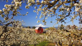 Barn mountain flowering trees tiltshift - free spring wallpaper