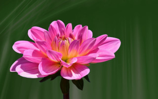 Pink flower green background digital - a single flower free wallpaper