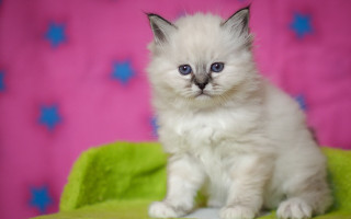 White cat blurry starry background - a green blanket free wallpaper