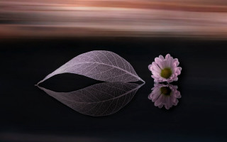 Flower leaf reflection stilllife lily - the surface free wallpaper