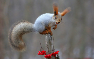 Squirrel stump berries blurry background - a blurry background of trees free wallpaper for desktop
