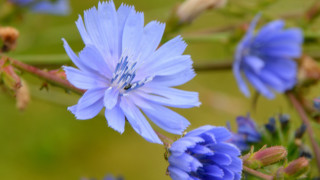 Blue flower green background macro 4 - this picture free wallpaper