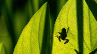 Frog leaf sunshine garden macro - dave allsop free wallpaper