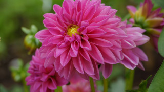 Pink flower bokeh macro shallow - a pink flower free wallpaper