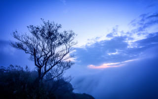 Bare tree foggy day blue - a foggy day free wallpaper