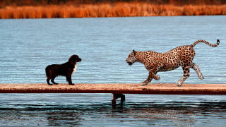 Dog leopard dock water naive - a body of water free wallpaper for desktop