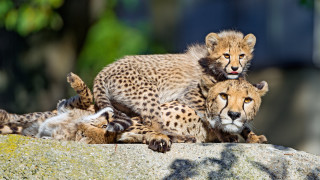 Cheetah cubs rock naturalism puzzle - a rock together free wallpaper