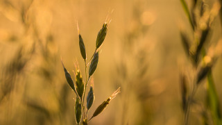 Plant autumn bokeh macro leaves - a blurry background of grass free wallpaper