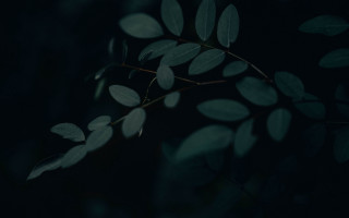 Branch leaves dark background naturalism - a blurry background of leaves free wallpaper for desktop