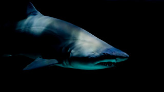 White shark black background computer - damien hirst free wallpaper
