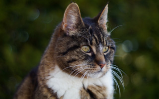 Cat white brown stripe outdoors - felix octavius carr darley free wallpaper