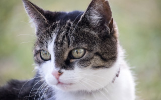 Cat collar looking camera blurry - a collar free wallpaper