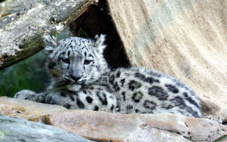 Snow leopard cub rock zoo - a rock in a zoo enclosure free wallpaper for desktop