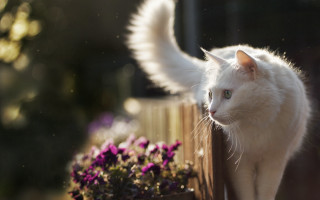 White cat wings fence flowers - deep free wallpaper for desktop