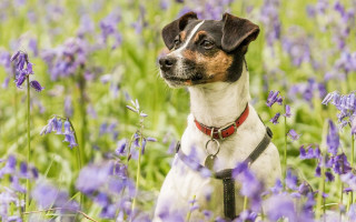 Dog purple flower field bokeh - a red collar free wallpaper