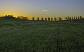 Field grass trees sunset house - a row of trees free wallpaper