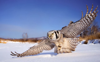 Large owl flying snow field - a large owl free wallpaper