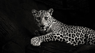 Black white leopard branch dark - daniel lieske free wallpaper