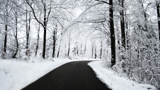 Snowy road forest trees snow - both side of it free wallpaper