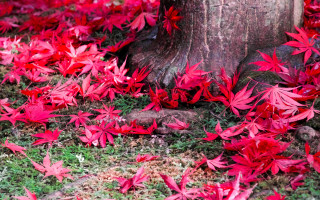 Tree red leaves forest flower - aya goda free wallpaper