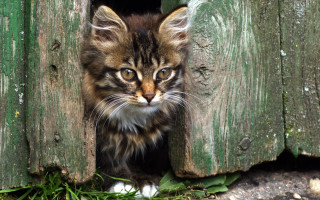 Kitten wooden door grass green - surrealism free wallpaper