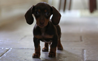 Small brown black puppy tile - puppy free wallpaper