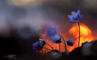 Blue rose sunset flower macro - a group of flowers free wallpaper